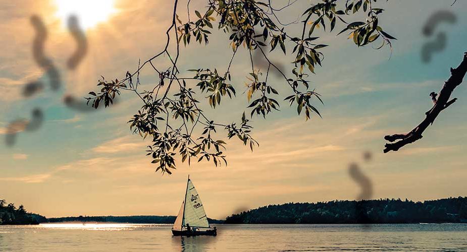 moscas flotantes miodesopsias